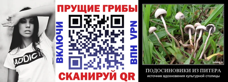 omg вход  Высоцк  Псилоцибиновые грибы мухоморы  сколько стоит 
